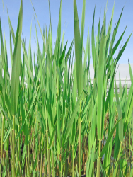 Zwergschilfrohr - Phragmites australis Humilis